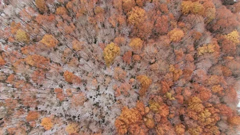 Overhead drone shot of a beech forest in the autumn season with first snowfall. Stock Footage 162280640