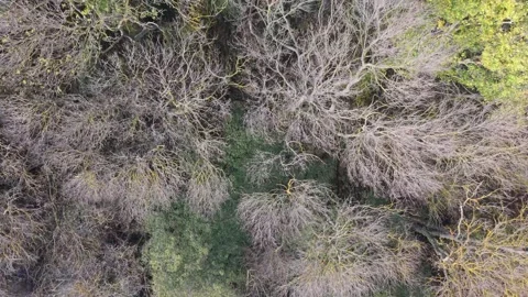 Overhead Drone Shot of Colorful Leafless Forest Stock Footage 321121520