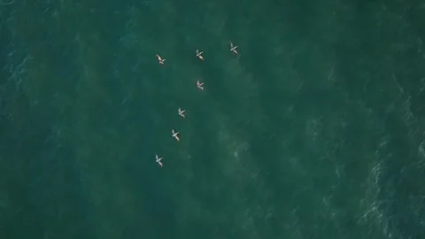 Overhead Drone shot of flock of pelicans Pacific Ocean with Blue water and kelp Stockbeeldmateriaal 246703102