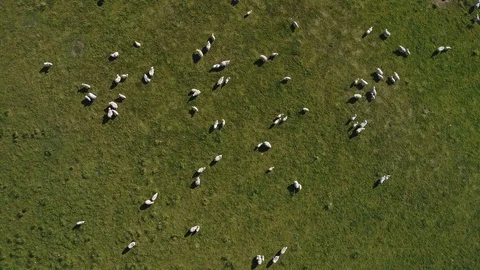 Overhead drone shot of flock of sheep grazing in meadow in northern Scotland Stock Footage 98952417