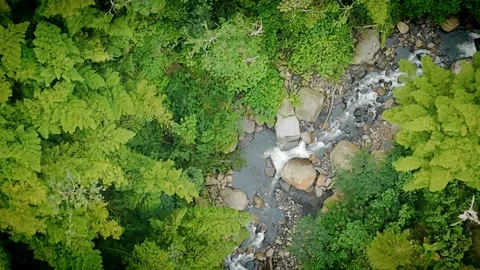 Overhead drone shot of a forest stream flowing through thick green canopy Stock Footage 316109348
