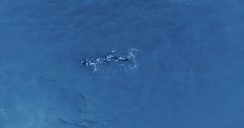 Overhead drone shot of a gray whale splashing on the surface of the ocean Video stock 123819620