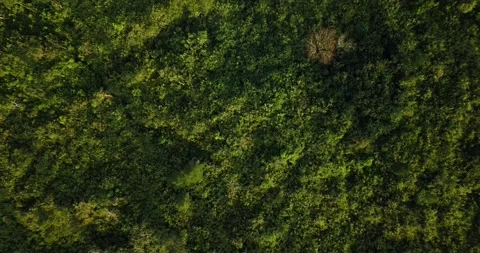 Overhead drone shot of green meadow with some trees growing, vegetation on Vidéo 209935355