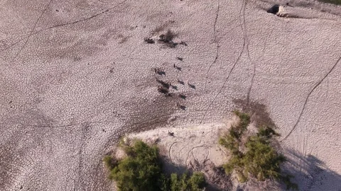 An overhead drone shot of a herd of goats in the Wilayat of Rustaq Stock Footage 338052035