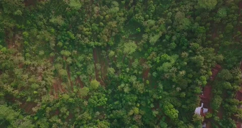 Overhead drone shot of Hills with forests overgrown with teak trees Stock Footage 165064029