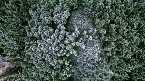 Overhead drone shot in motion over a dense coniferous reserve Video stock 119341231