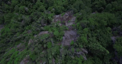 Overhead drone shot over a forest Stock Footage 204872737