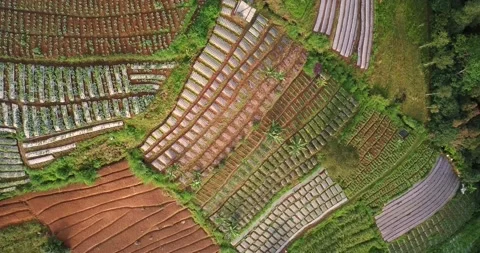 Overhead drone shot pattern of vegetable plantation Stock Footage 169165780