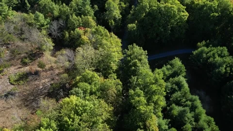 Overhead Drone Shot of a Straight Road Through Green Forest Vídeos de archivo 338324706