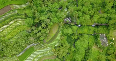 Overhead drone shot of Striped pattern on Indonesian vegetable plantation. Stock Footage 228418215