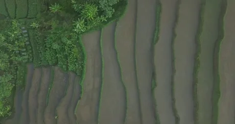 Overhead drone shot of terraced rice fields in the morning with trees Stock Footage 162767541