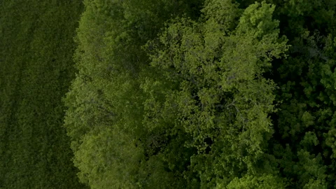 Overhead Drone Shot of Wind Moving Through Field and Tree Canopy Stock-Footage 140758018