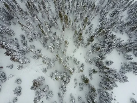 Overhead drone of snowy trees 스톡 동영상 71359273