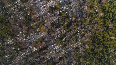 Overhead drone spin. Trees Swamp in winter with boardwalk Stock Footage 87944140