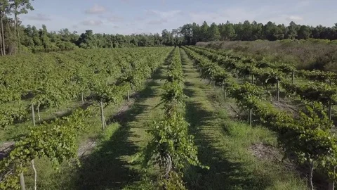Overhead drone video of vineyard Stock Footage