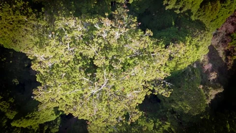 Overhead Drone View of Cedar Tree Canopy Dancing in the Wind Stock Footage 336556300