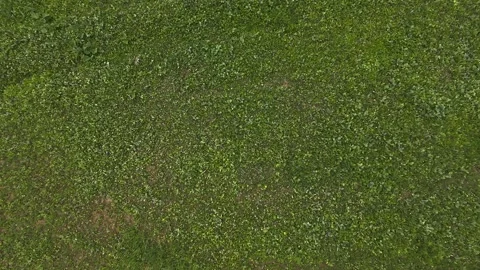 Overhead drone view dropping down slowly over a green agricultural food plot Stock Footage 341814147