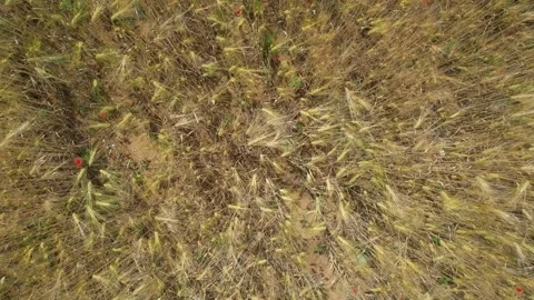 Overhead drone view of a golden wheat field with scattered red poppies in s.. Stock Footage 328469371