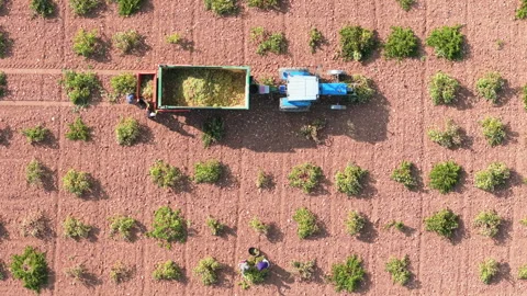 Overhead drone view of grape harvest with workers picking grapes Stock Footage 318754001