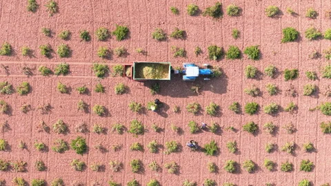Overhead drone view of grape harvest in Castilla-La Mancha with blue tractor Stock Footage 318754950