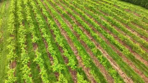 Overhead drone view of a grape vineyard with rows and rows of vines in the count Stock Footage 313097357