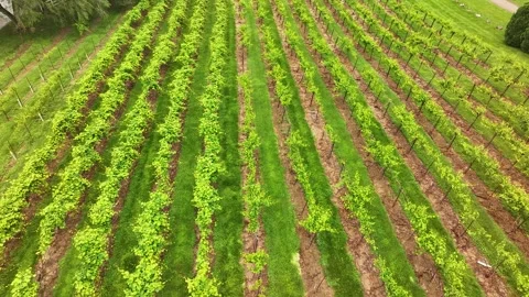 Overhead drone view of a grape vineyard with rows and rows of vines in the count Stock-Footage 313098250