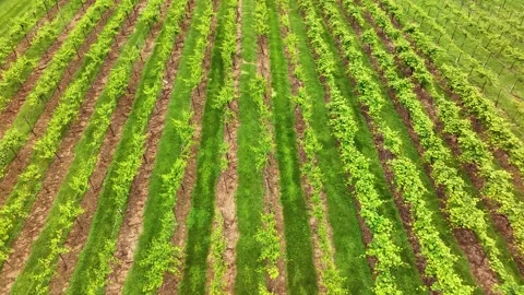 Overhead drone view of a grape vineyard with rows and rows of vines in the count Stock Footage 313098971