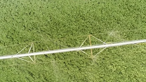 An overhead drone view of a green, lush soybean field with active sprinklers Stock-Footage 343032765