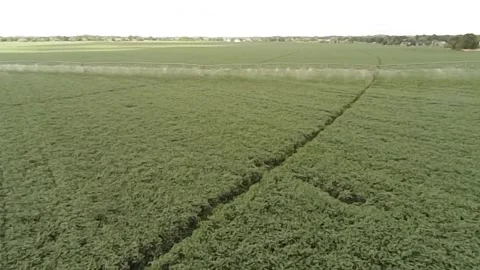 An overhead drone view of a lush, green soy bean field with active sprinklers Vidéo 343032754