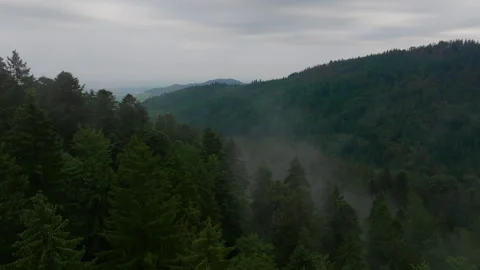 Overhead drone view of mist in mountain forest Stock Footage 263108000