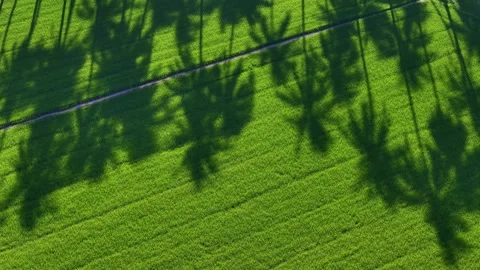 Overhead drone view of natural shadows in paddy field Stock-Footage 329358655