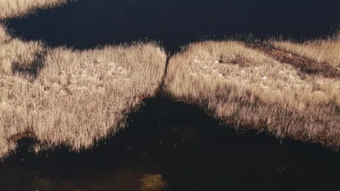Overhead Drone View of Nesting Herons in Marshland With Uniform Pattern Stock Footage 305461815