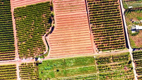 Overhead drone view of orange grove and plowed field patchwork, Valencia, Spain Video stock 337463947