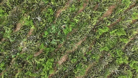 Overhead Drone View of Pineapple Plants Stock Footage 335648045