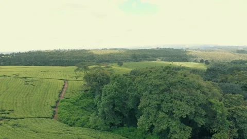 Overhead Drone View of Tea Farm Landscape Video stock 316379178