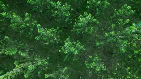 Overhead drone view of trees forming natural pattern 스톡 동영상 333307120