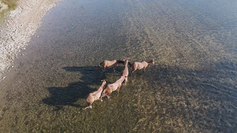 Overhead Drone View Of Wild Horses On The Salt River In Arizona Stock Footage 321477618