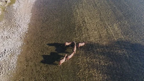Overhead Drone View Of Wild Horses On The Salt River In Arizona Stock Footage 321485771