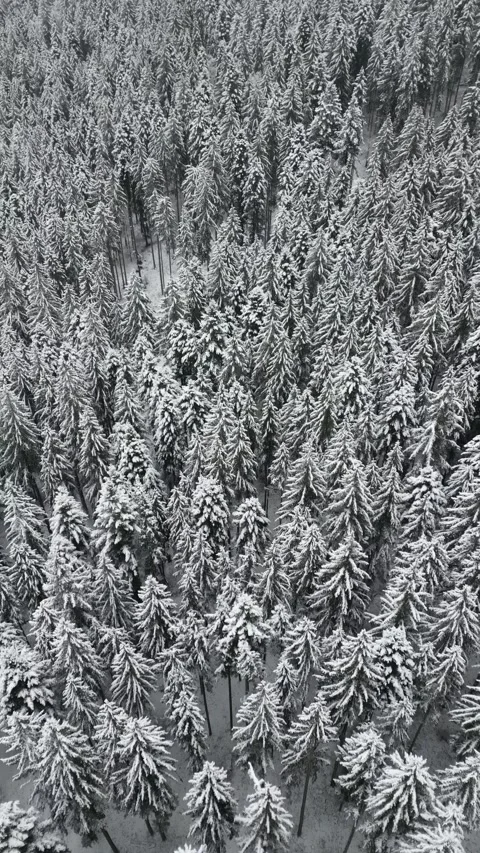 Overhead Drone View of Winter Forest with Snowy Pines. Video stock 296738331