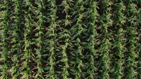 Overhead drone zoom in to rows full of corn Stock Footage 140071534