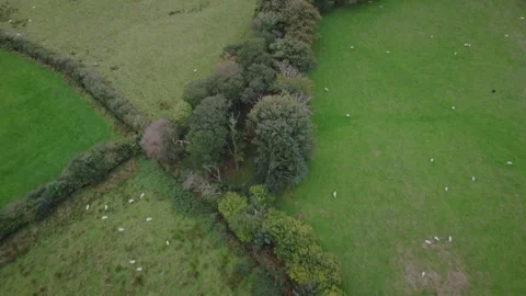 Overhead farming fields, grazing sheep, trees, country landscape, aerial drone Stock Footage 327240854