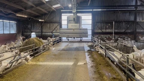 Overhead Feeding System Lowering Down to the Floor inside Goat Barn Stock Footage 337637484