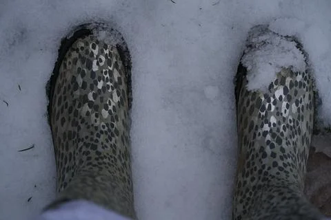 Overhead Of Feet In Patterned Rain Boots In Fresh Snow, Nottingham, England. Stock Photos
