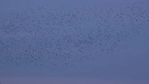 Overhead flock of birds flying in the evening light England UK 4K Stock Footage 148448714