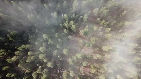 Overhead fog trees rotation 스톡 동영상 83229526