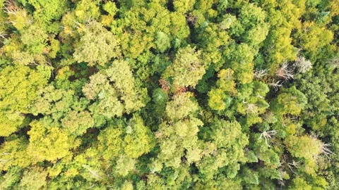 OVERHEAD FOREST CANADA LAKE SUPERIOR Stock Footage 227410315