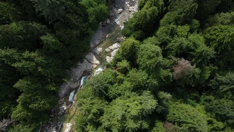 Overhead forest creek Stock Footage 111093468