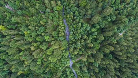 Overhead forest drone shot Stock Photos
