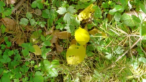 Overhead forest floor with bright yellow fallen leaf as dappled sunlight shifts  Stock Footage 345488141