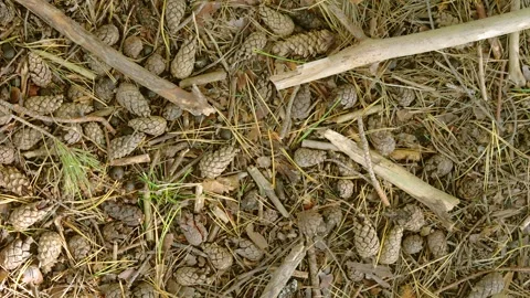 Overhead forest floor with dense carpet of small pine cones twigs and needles un Stock Footage 345488497